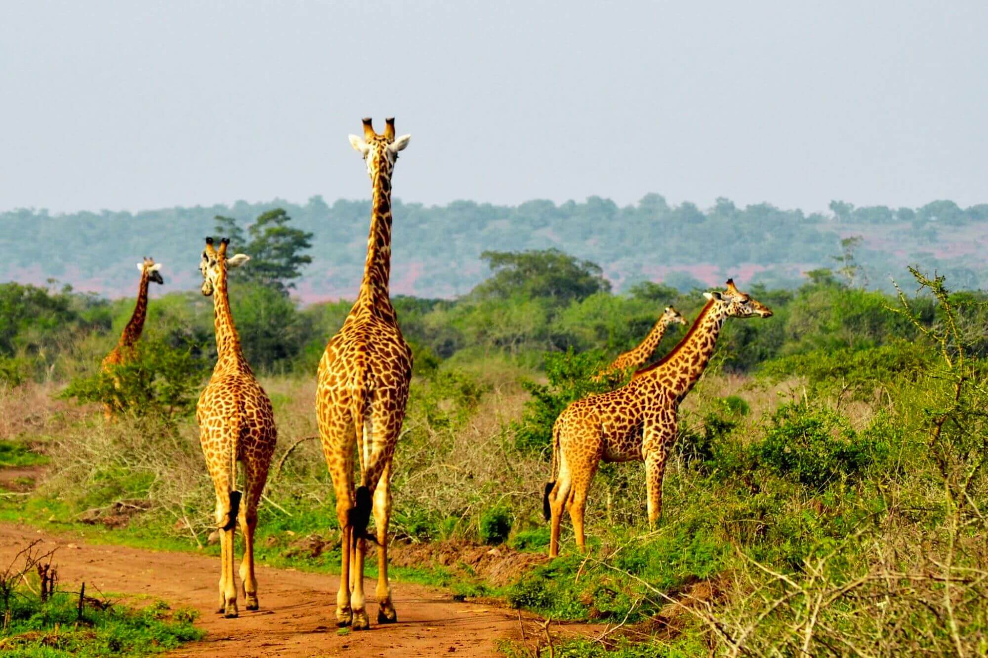 Akagera Nationalpark