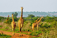 Akagera Nationalpark