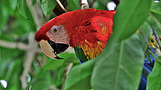 Amazonas