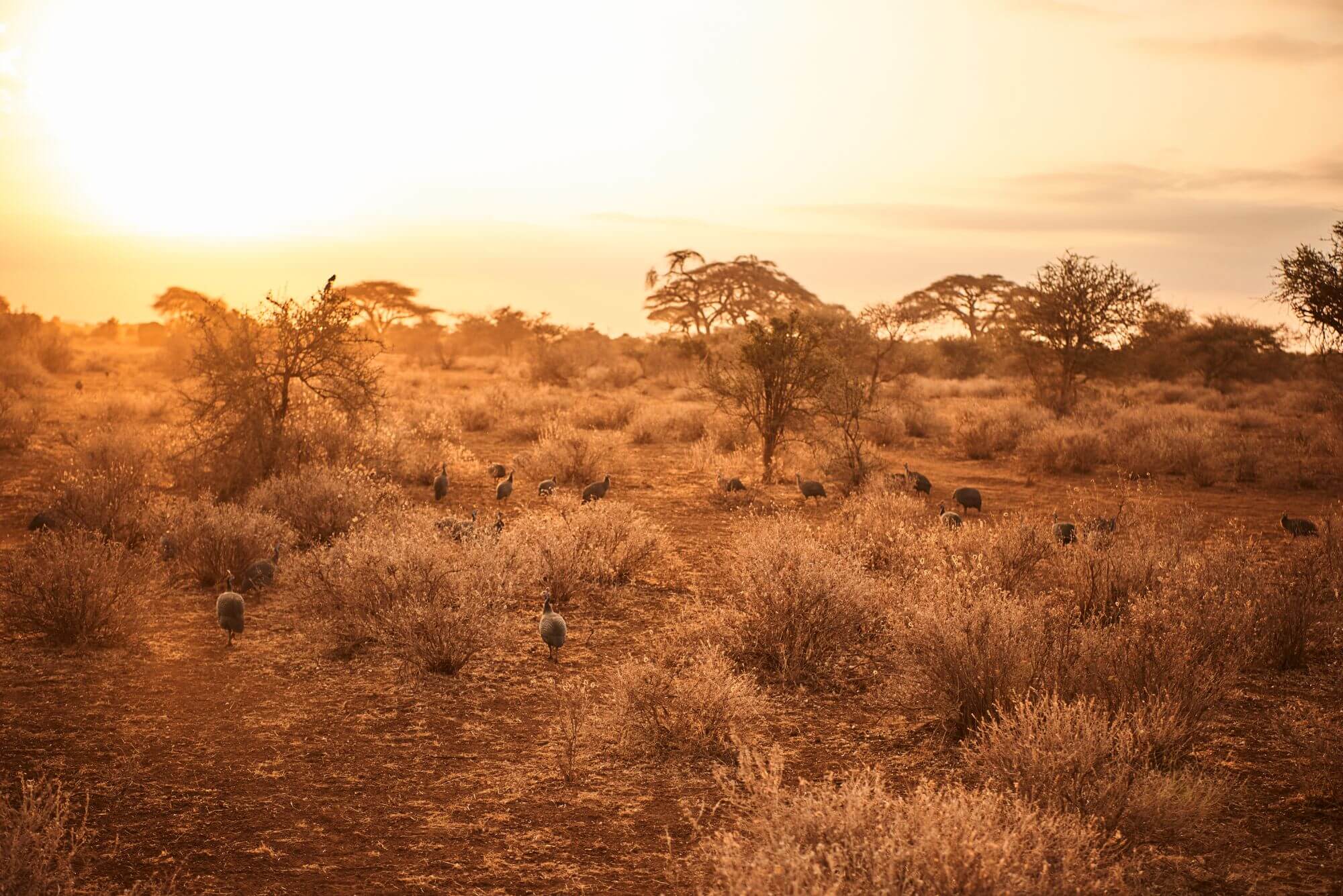 Amboseli Nationalpark