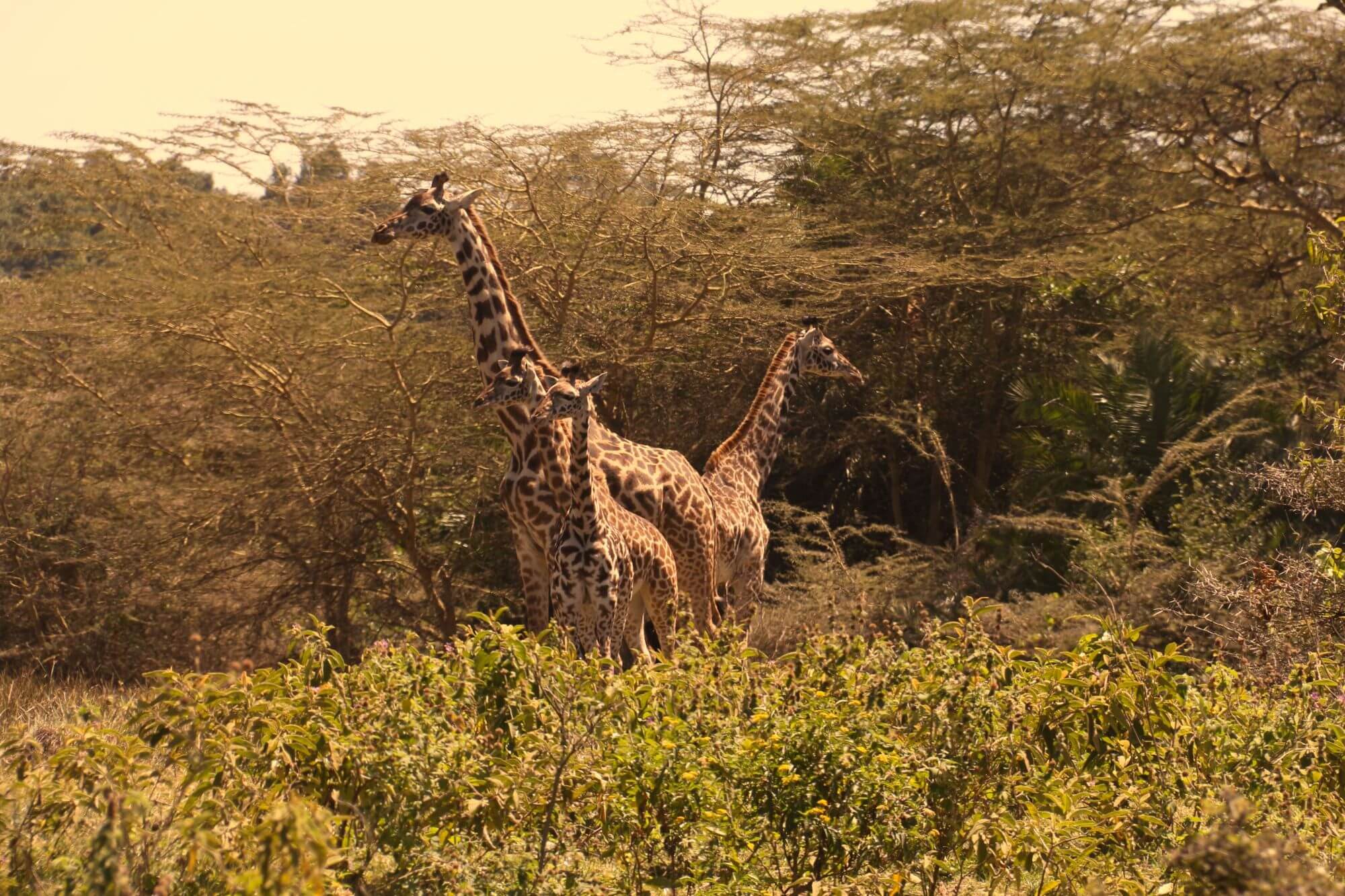 Arusha-Nationalpark display image