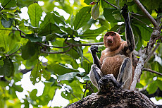 Bako Nationalpark
