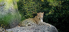 Indien Leopard-Safari