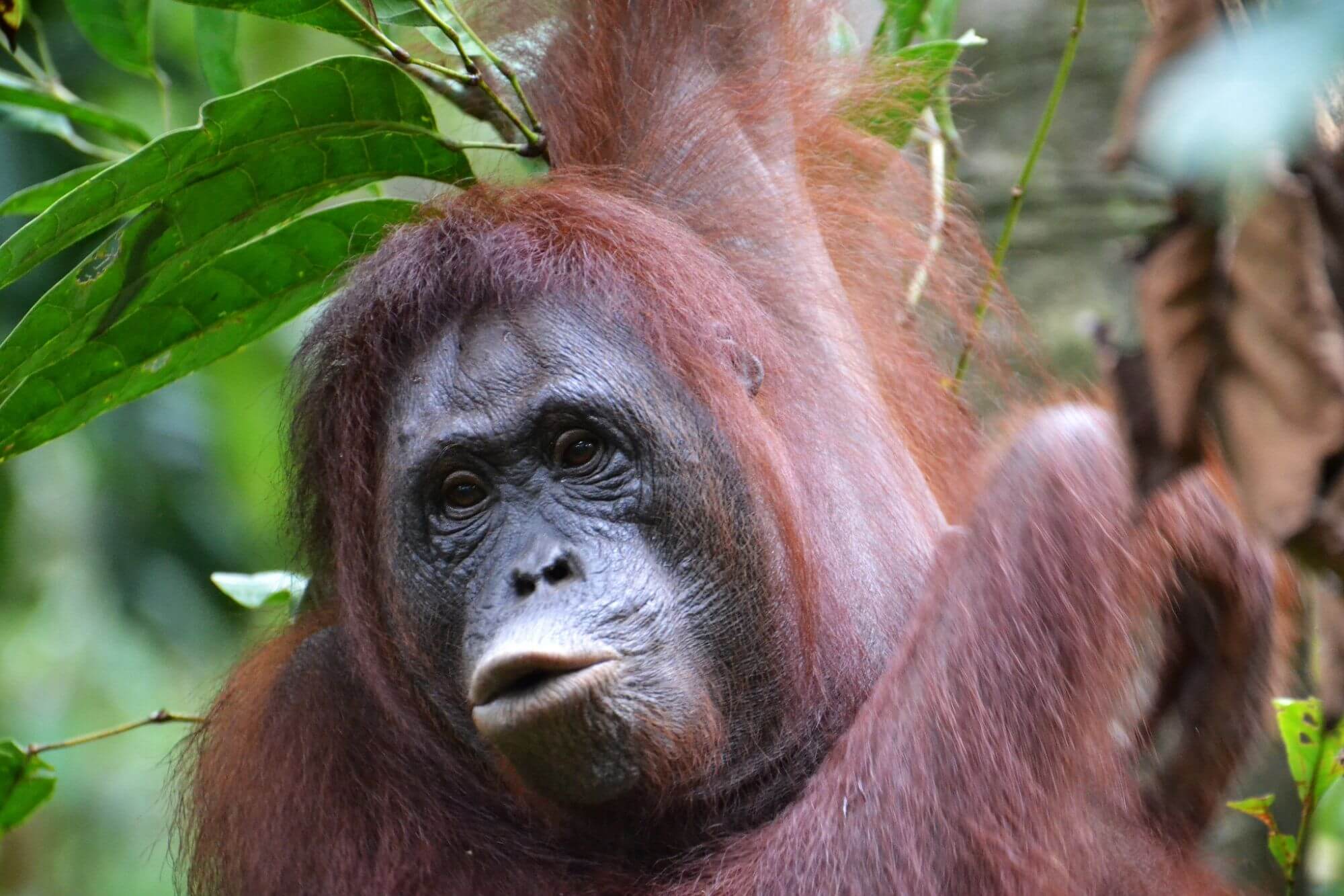 Borneo