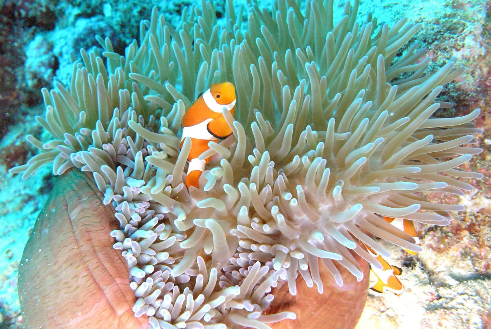 Pulau Sipadan