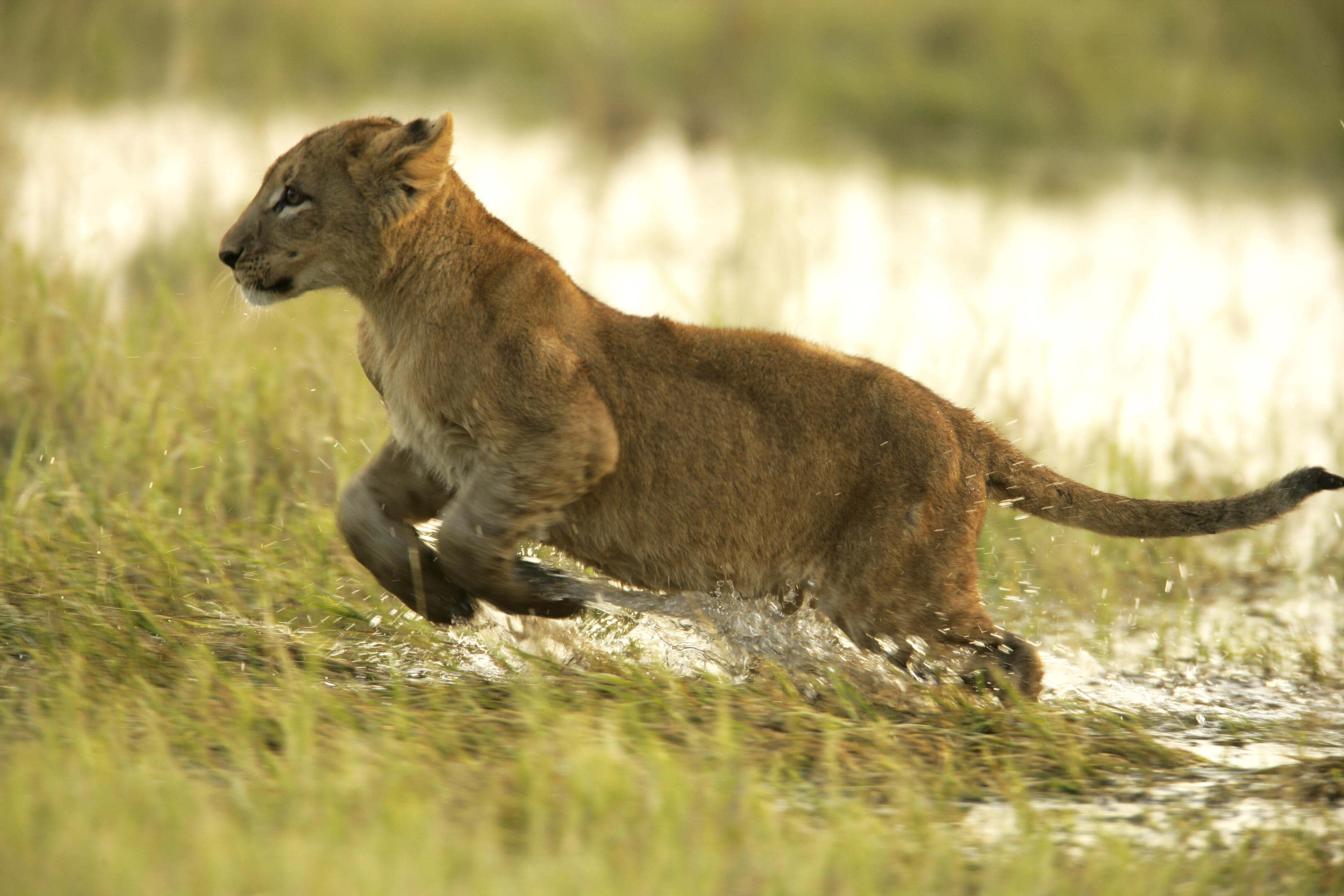 Duba Plains