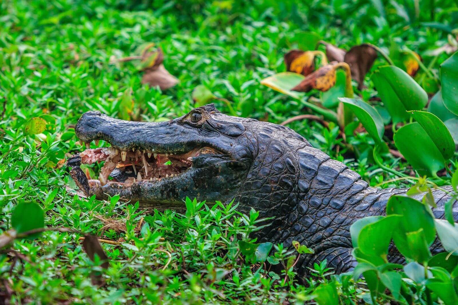 Das Pantanal