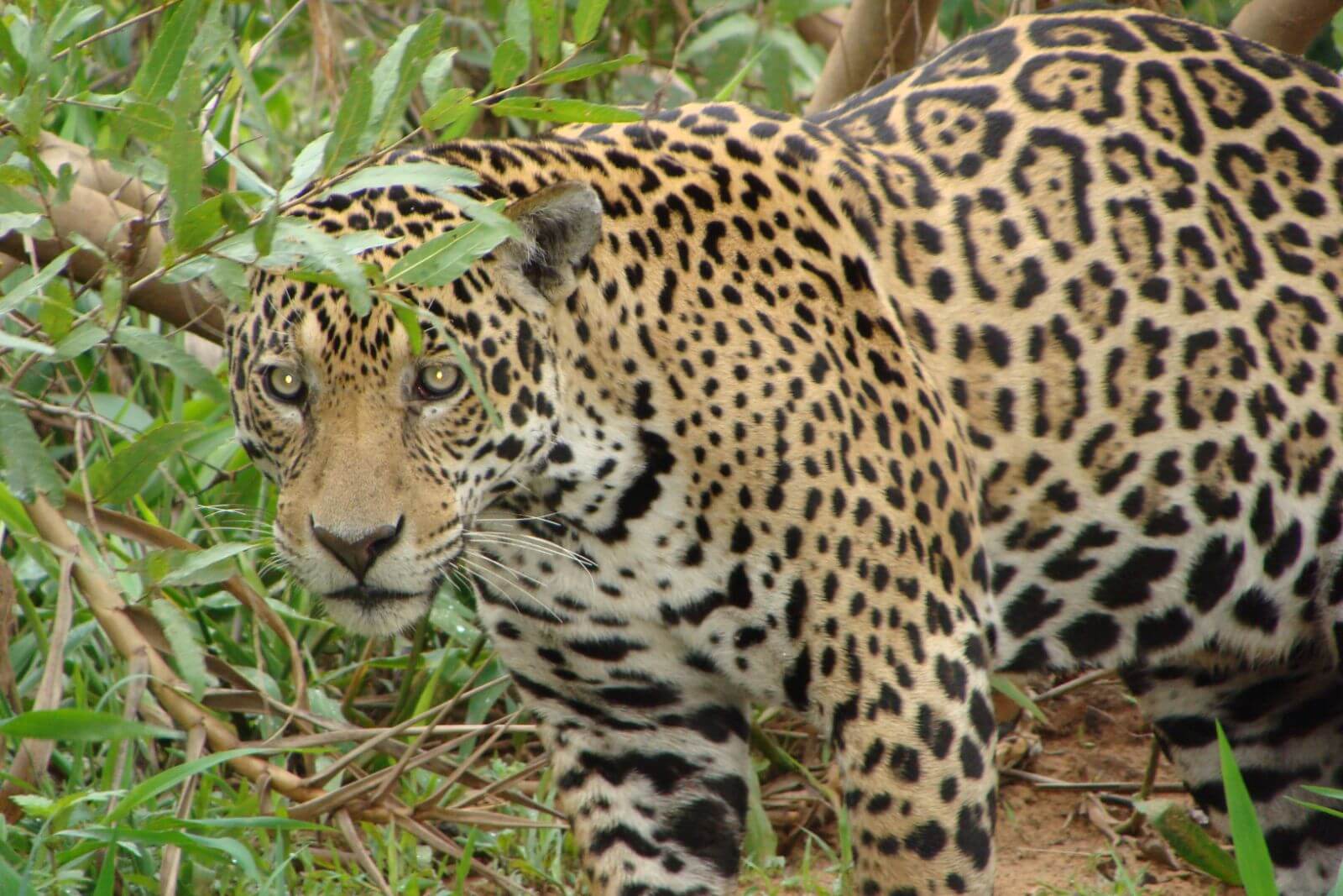 Der Jaguar