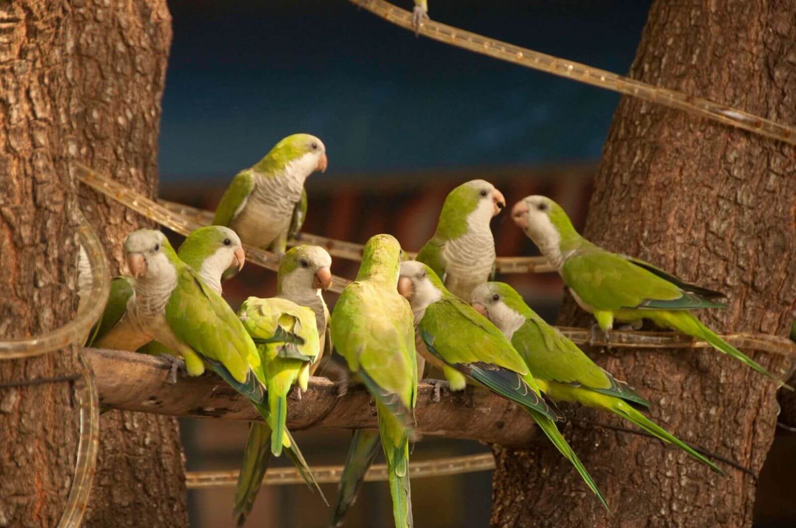 Vogelreichtum