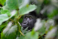 Bwindi Impenetrable Forest