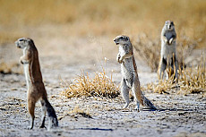 Central Kalahari Game Reserve