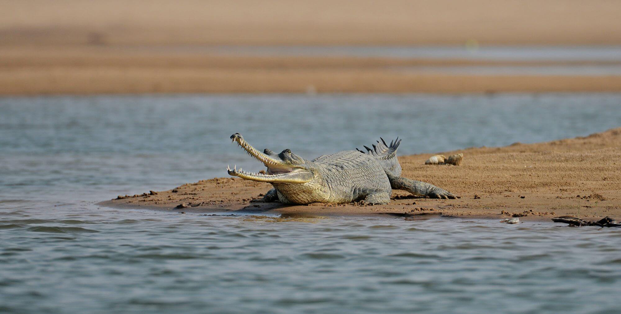 Chambal Wildlife Reserve
