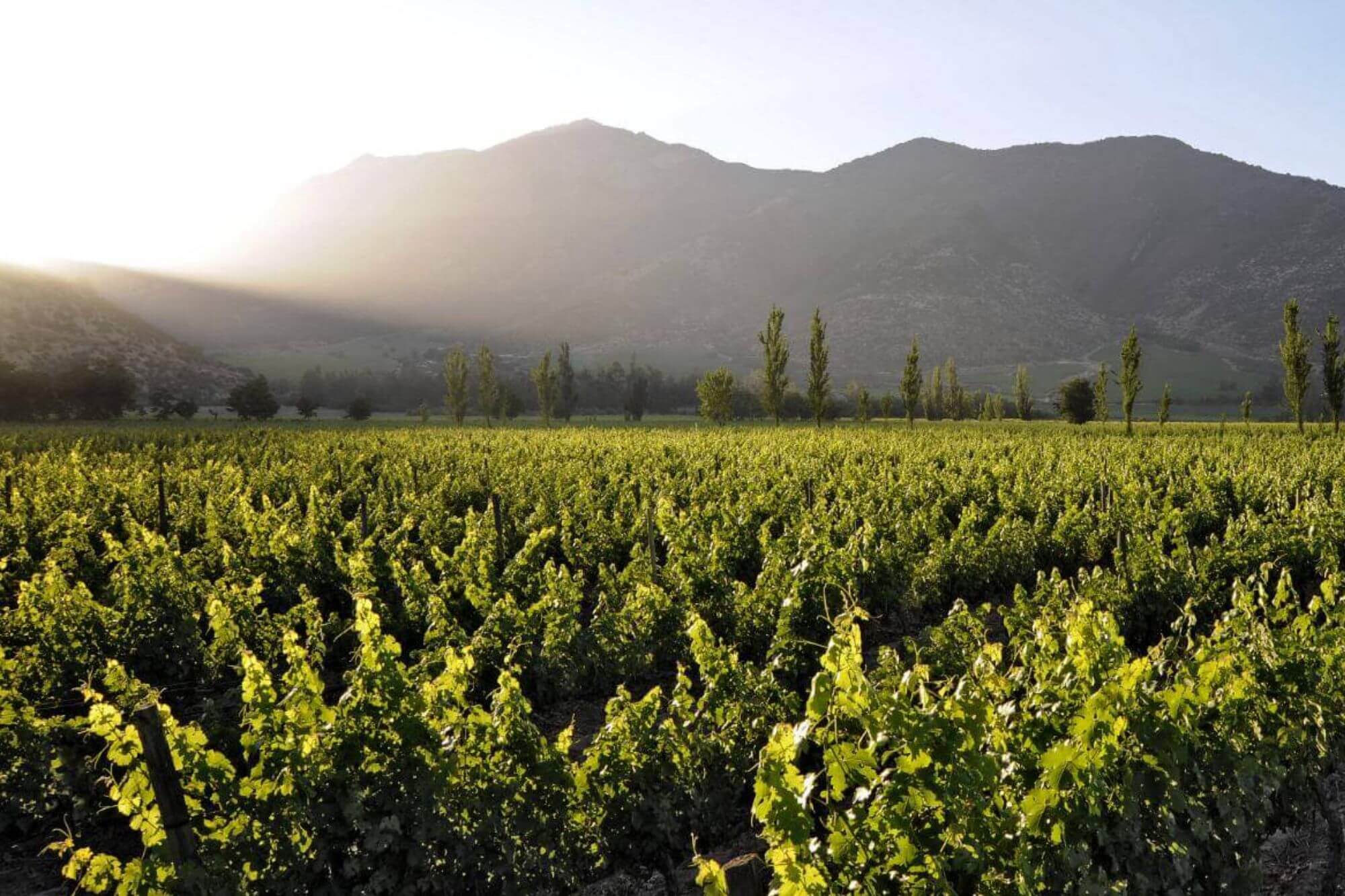 Chile Weinregion
