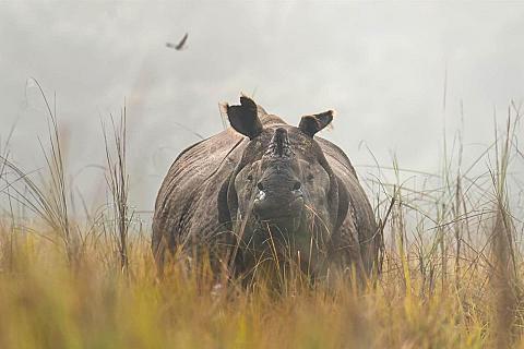 Nepal Tiger- und Nashornsafari