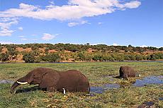 Botswana: auf Safari durch Elefantenland