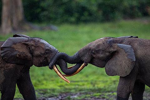 Dzanga Sangha Nationalpark