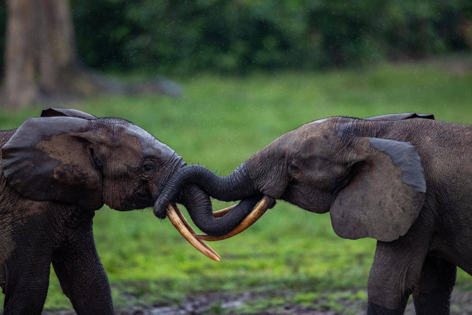 Dzanga Sangha Nationalpark display image