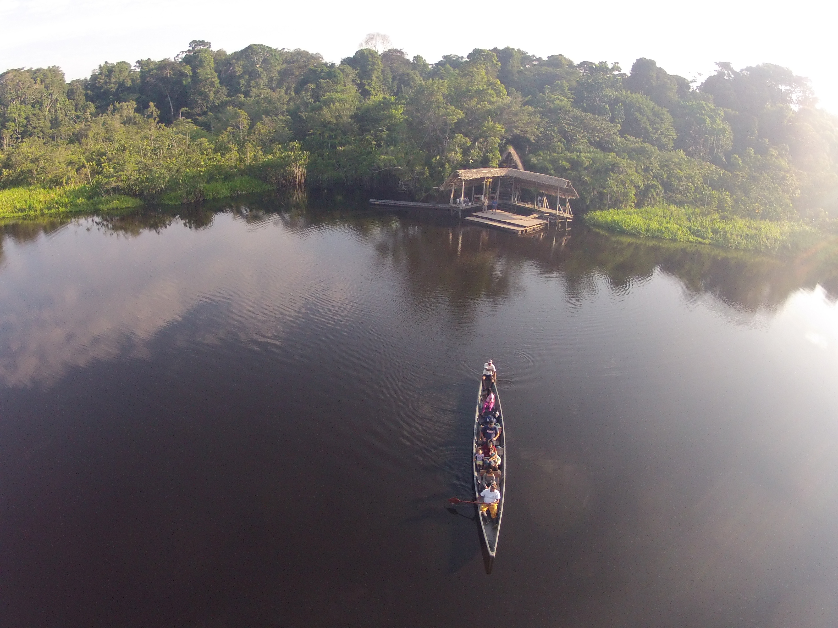 Der Amazonas-Regenwald