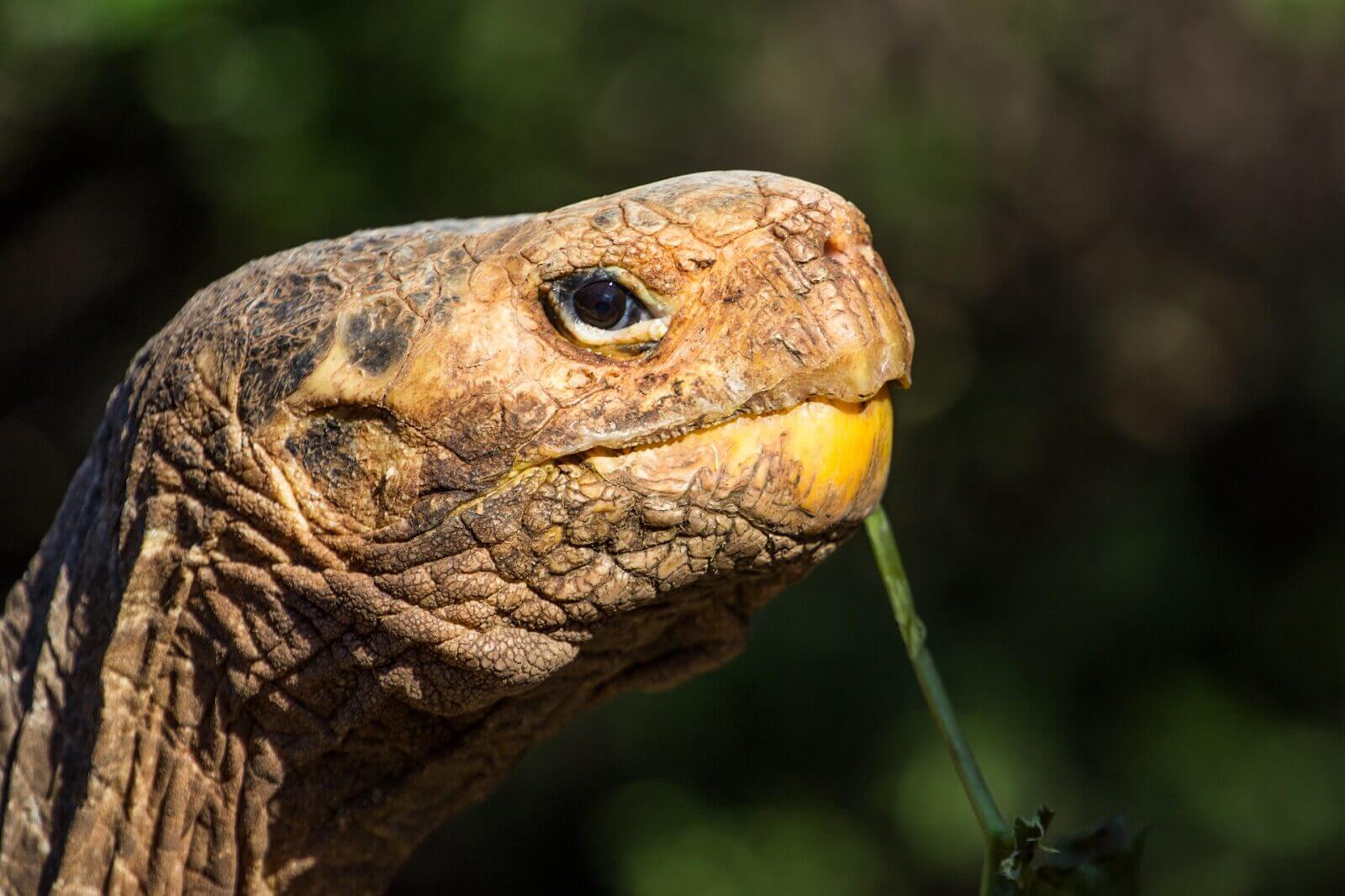 Die Galapagos-Inseln