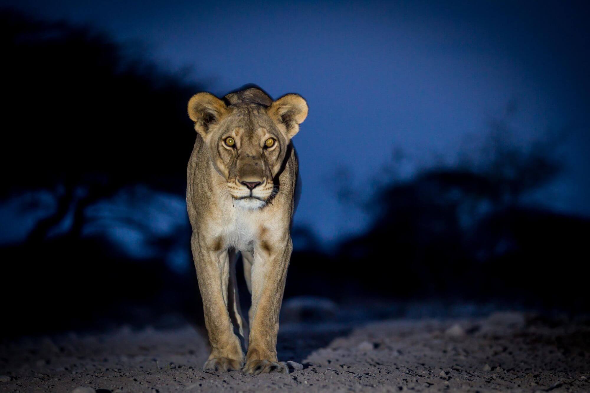 Etosha display image