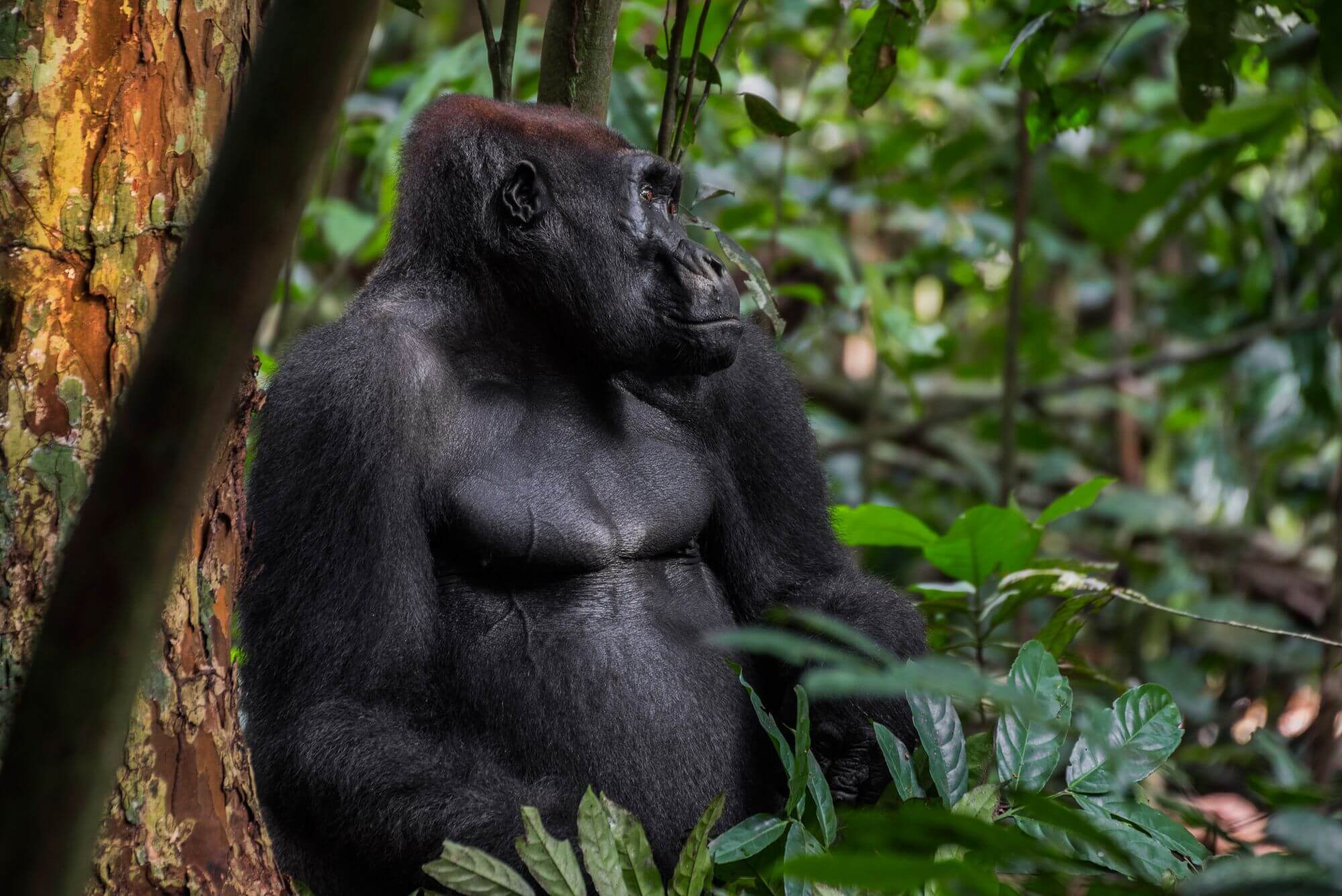 Flachlandgorillas