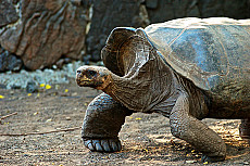 Galapagos Inseln Urlaub