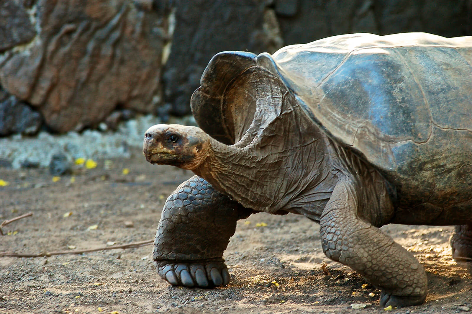 Galapagos