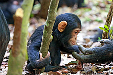 Gombe Nationalpark