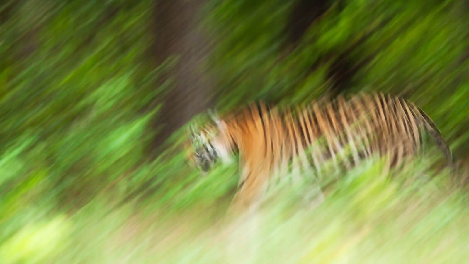Kanha Nationalpark