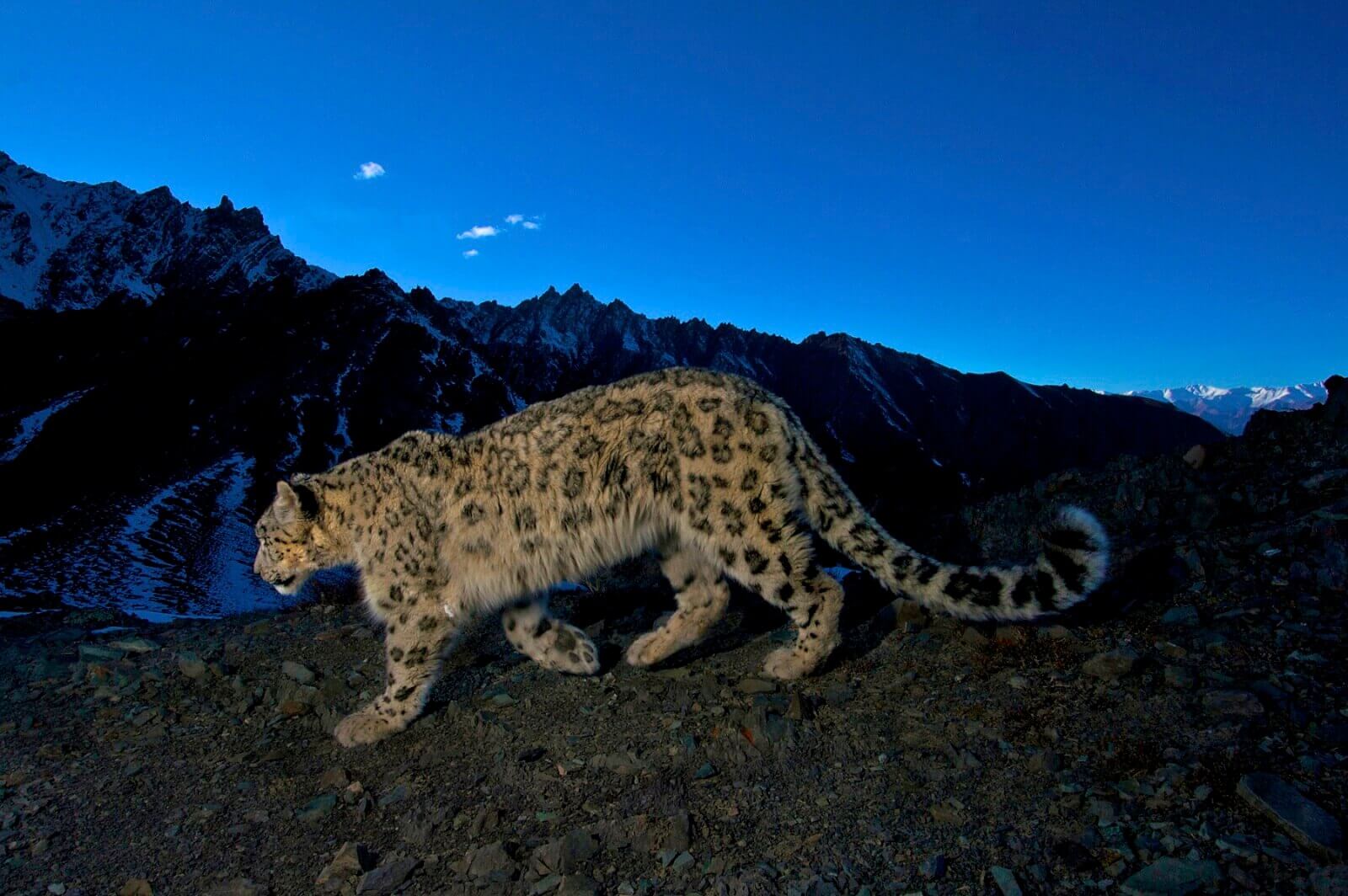 Schneeleopard-Trekking