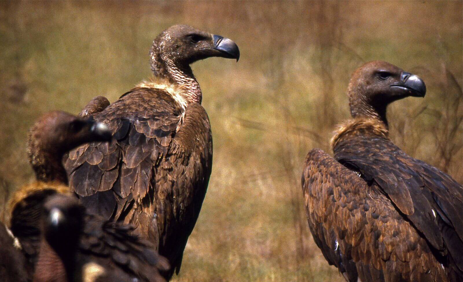 Vogelbeobachtung