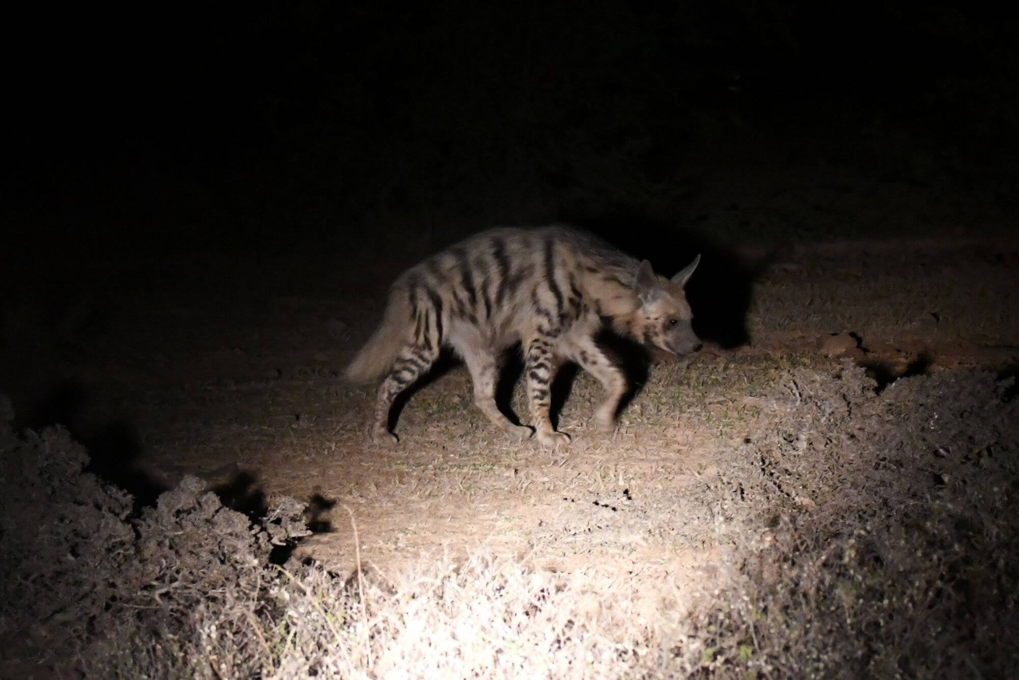 Kailadevi Wildlife Sanctuary