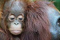 Intensive Orang Utan Safari mit Komodo