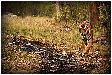 Indien Safari Nashörner, Elefanten und Tiger