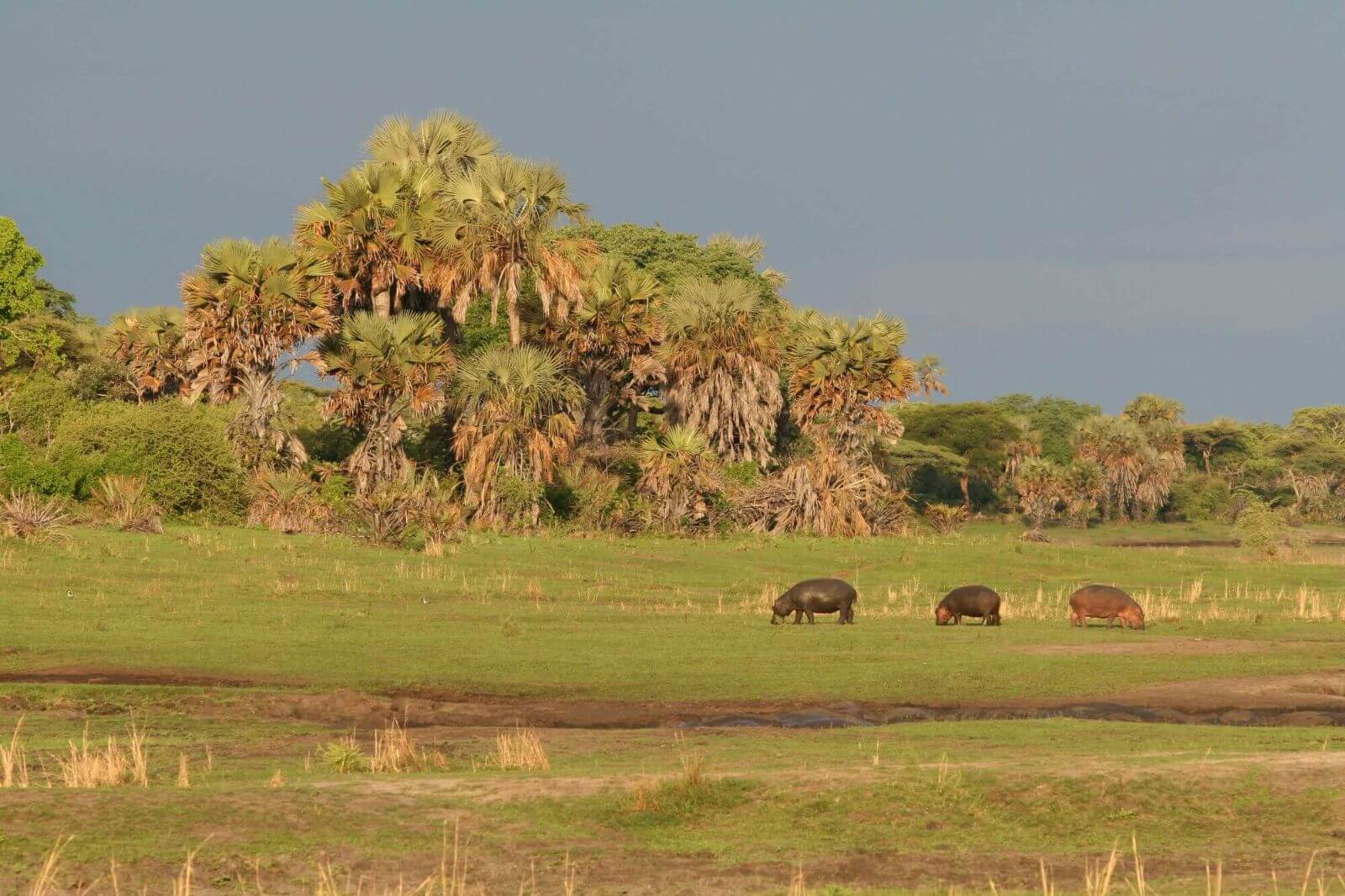 Katavi-Nationalpark display image