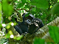 Kibale Forest