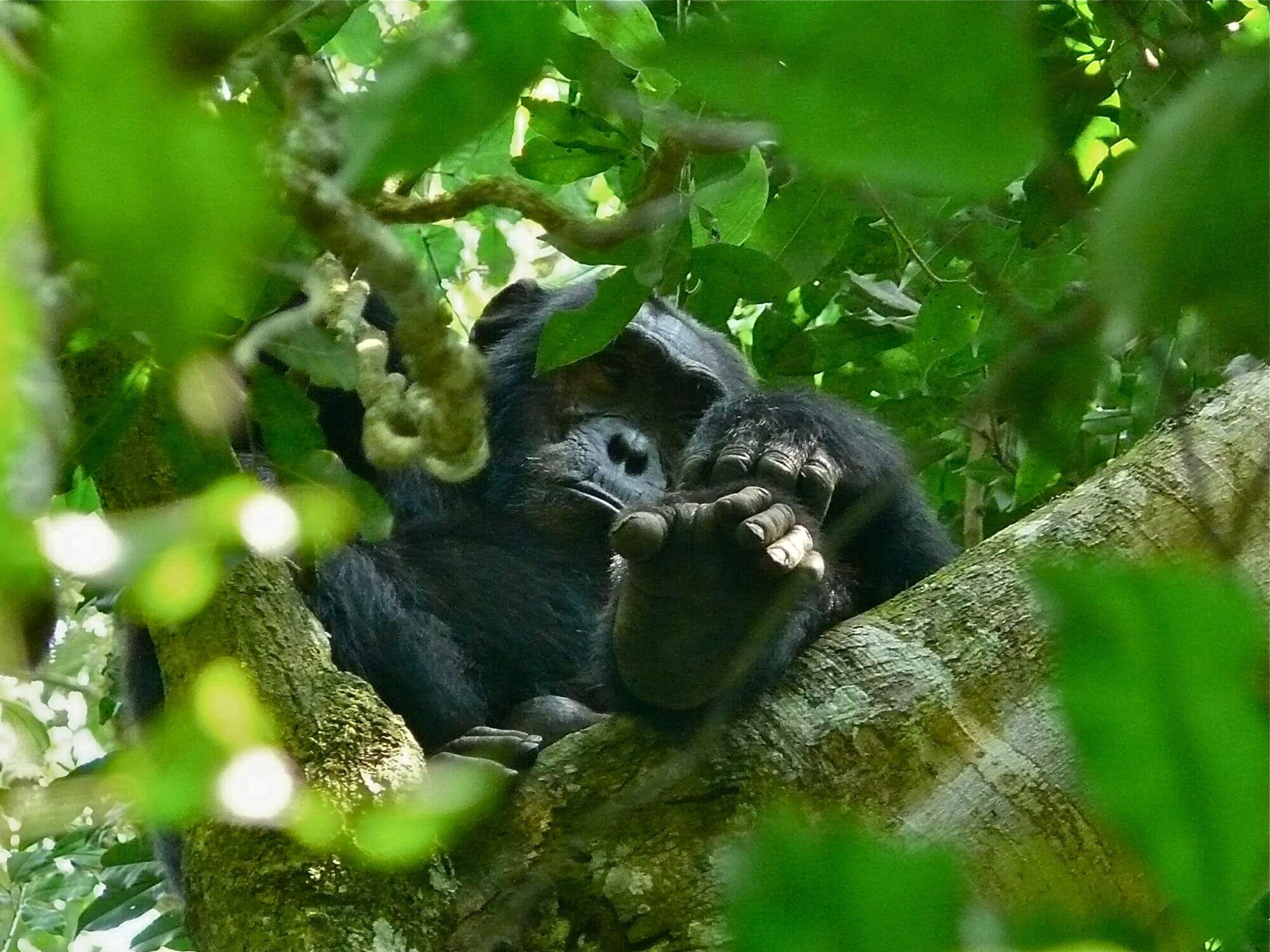 Kibale Forest display image