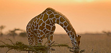 Kenia Grand Safari