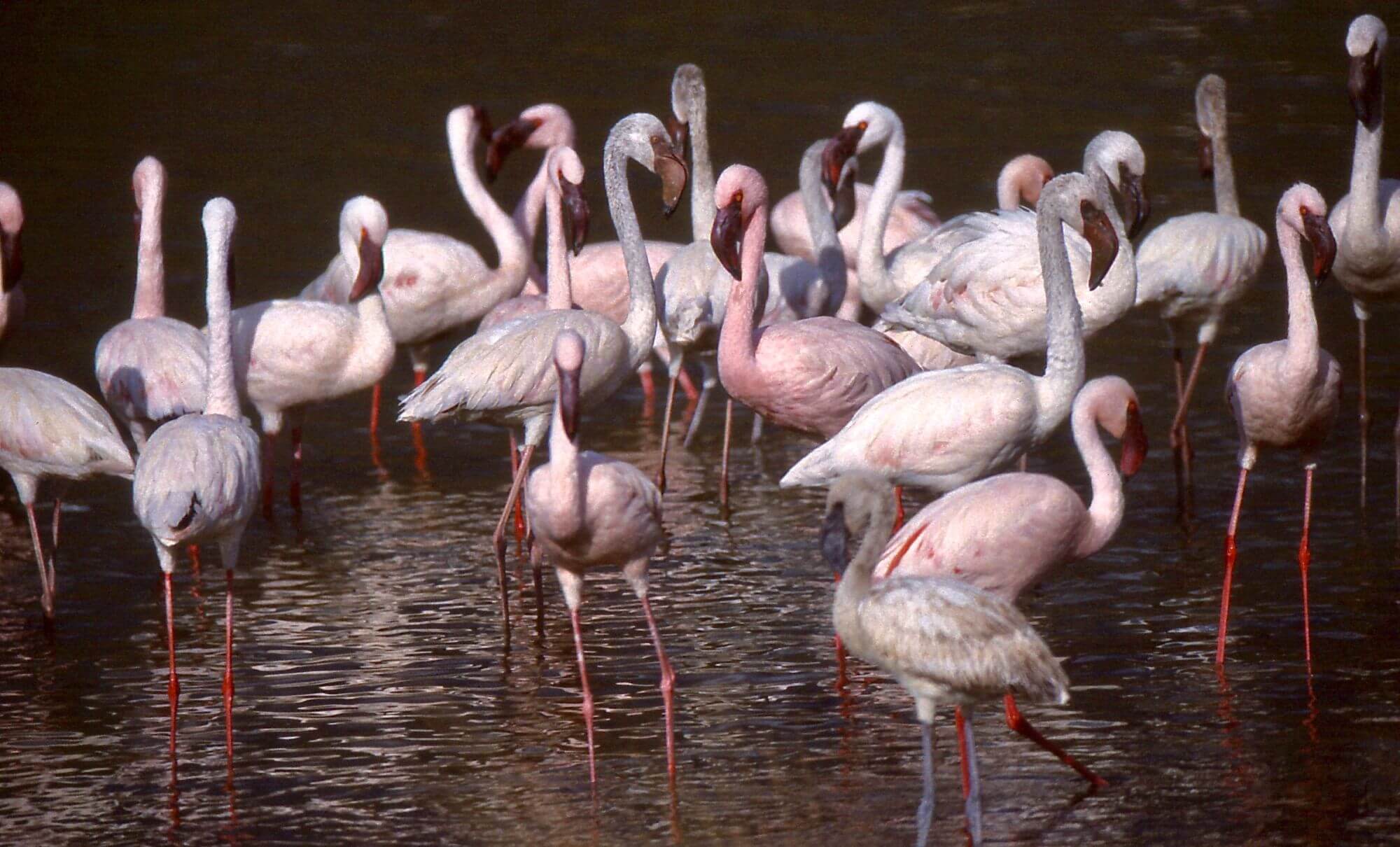 Lake Baringo