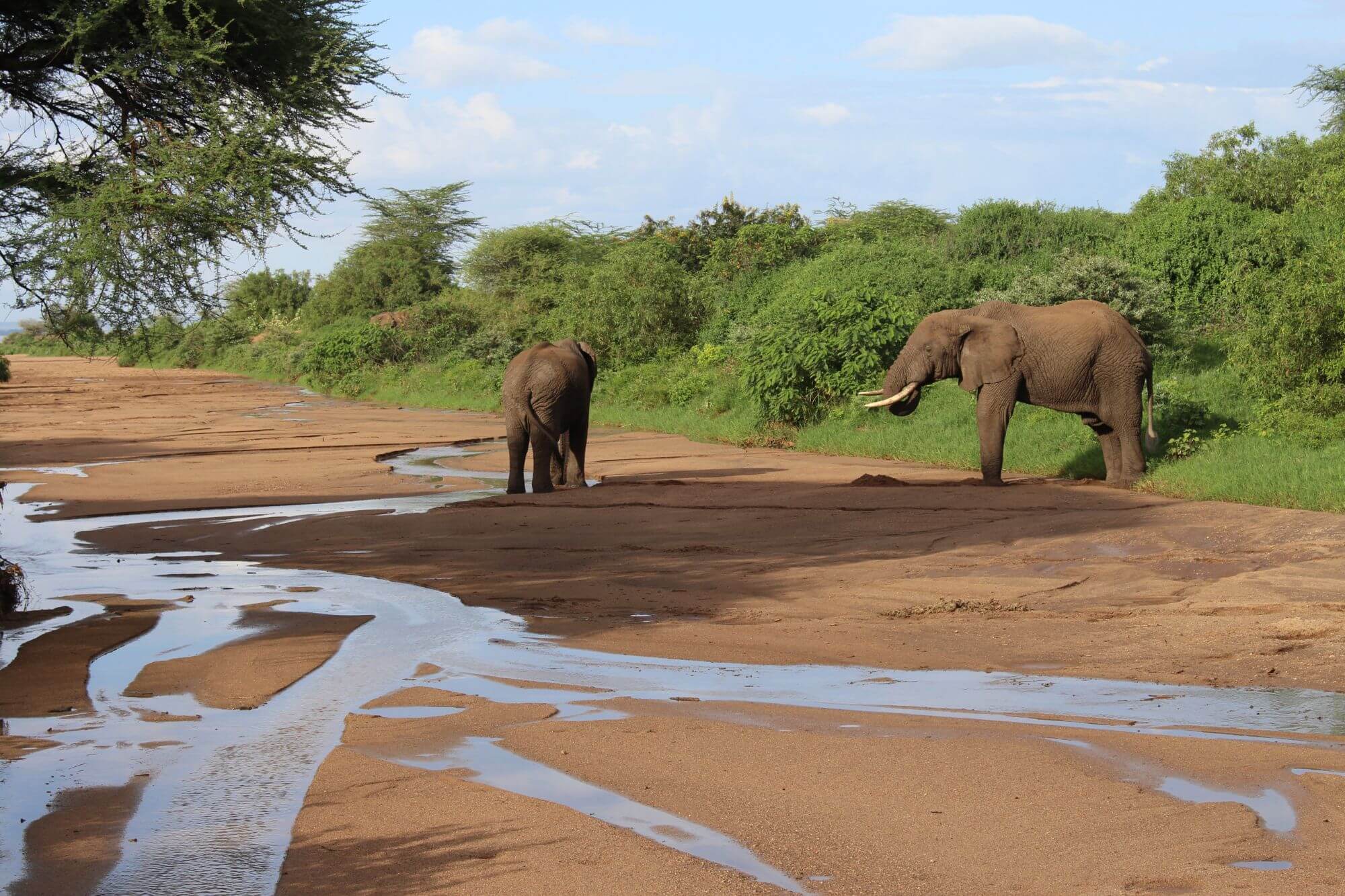 Lake Manyara Nationalpark display image