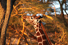 Kenia Grand Safari