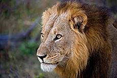Linyanti Wildlife Reserve