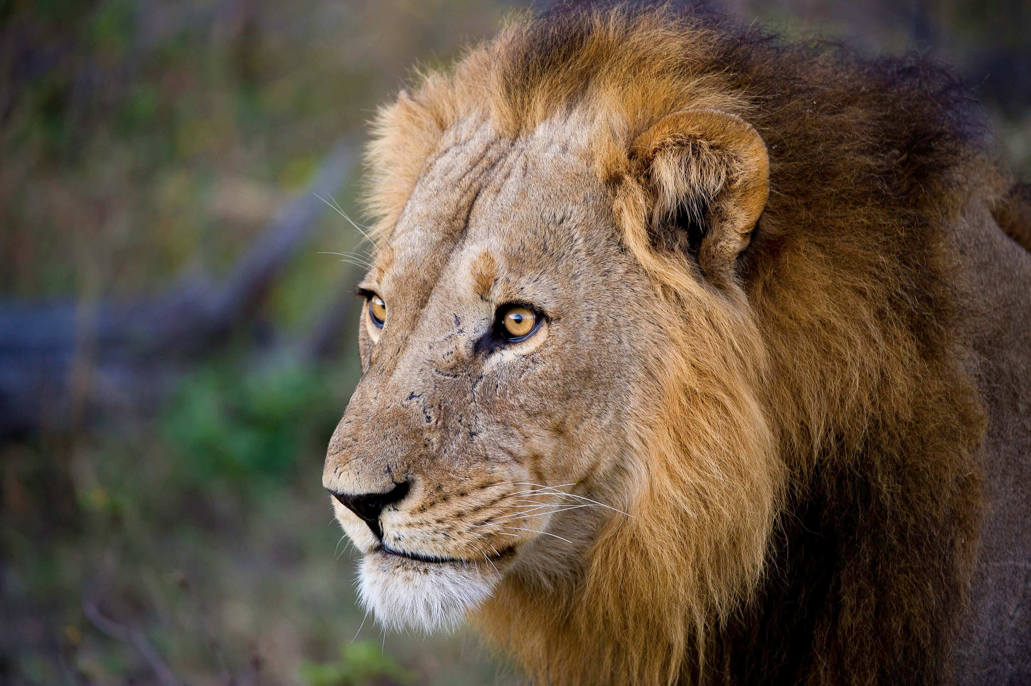 Linyanti Wildlife Reserve