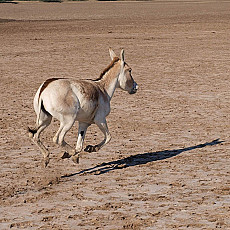 Little Rann of Kutch