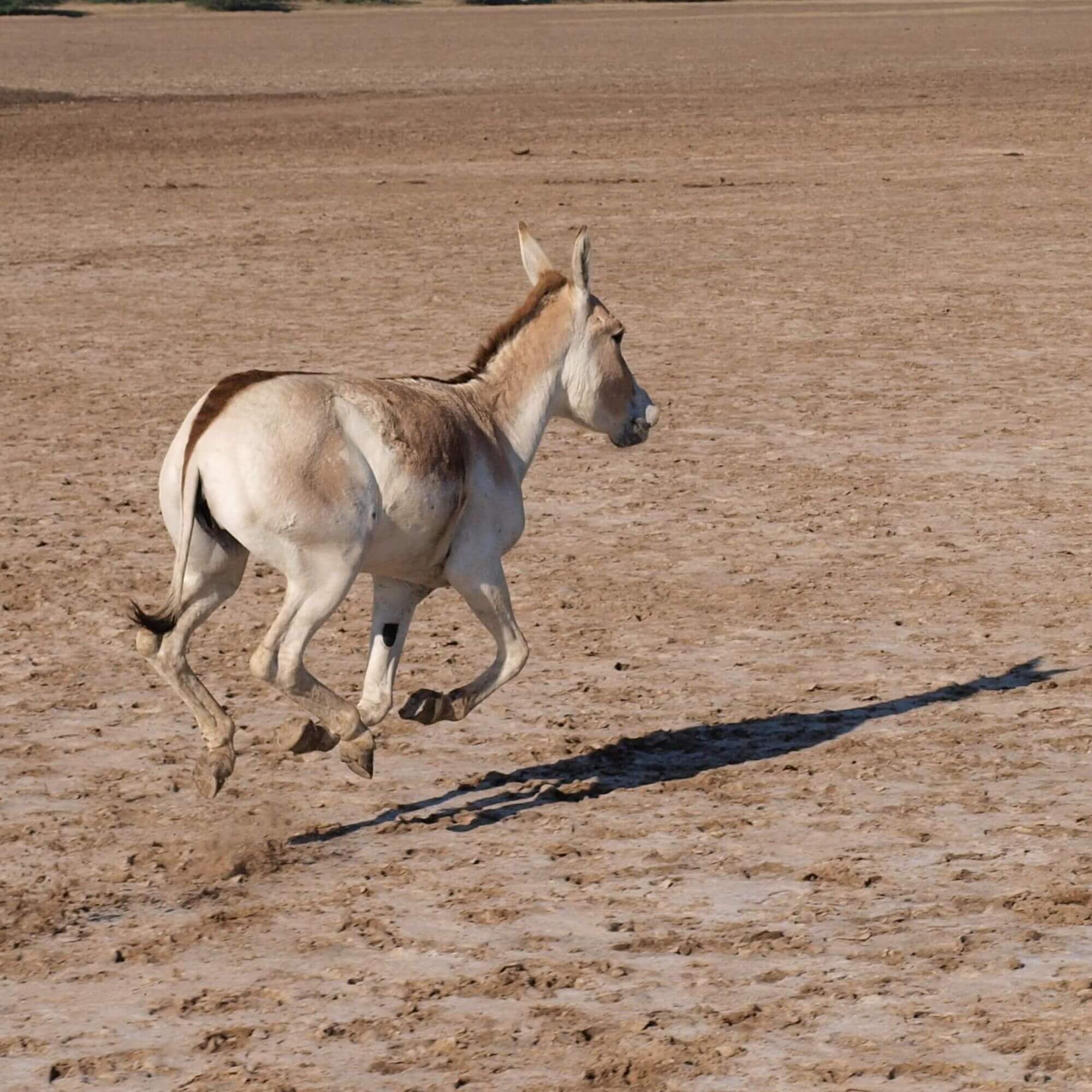 Little Rann of Kutch
