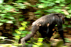 Mahale Nationalpark