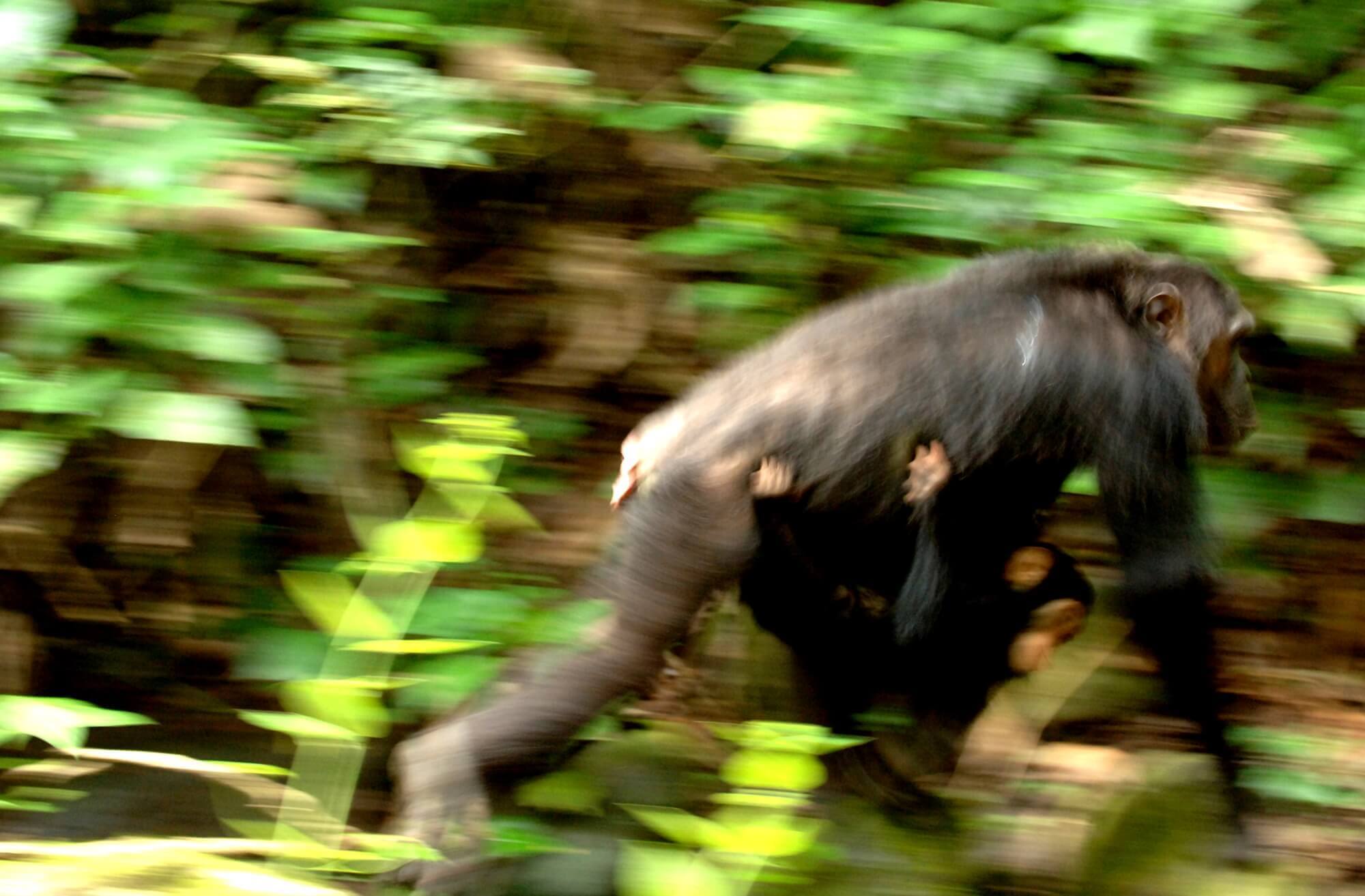 Mahale Nationalpark display image
