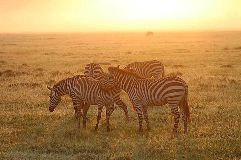 Masai Mara