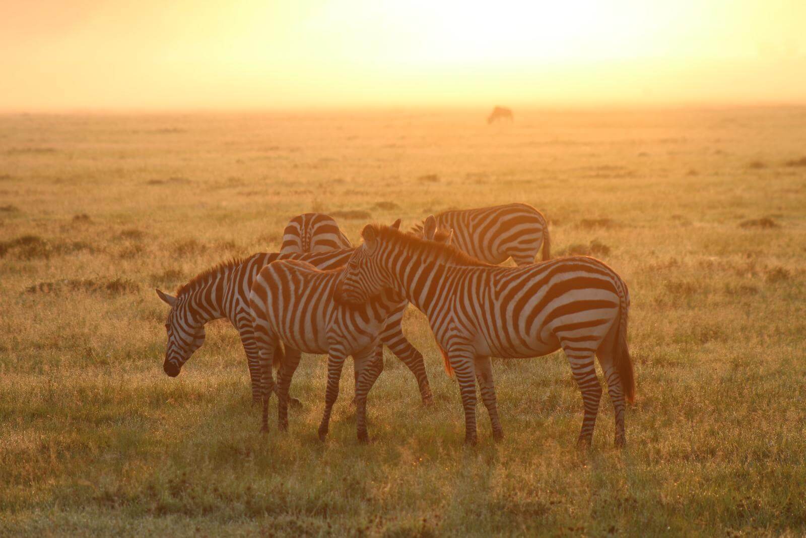 Masai Mara