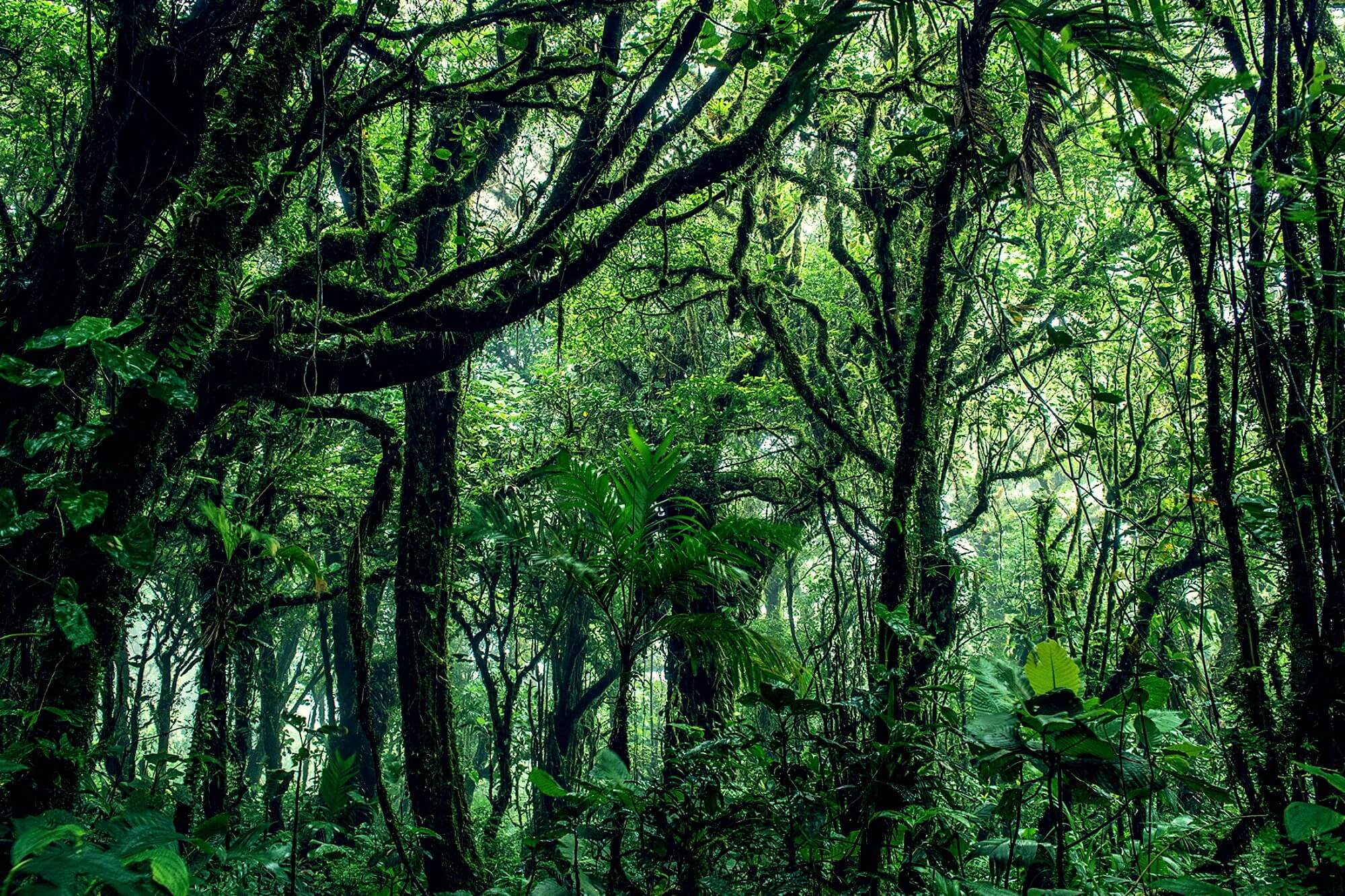 Monteverde Costa Rica